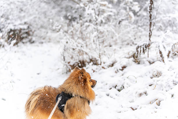 A Pomeranian dog stands on a snow-covered path during active snowfall. Winter outdoor scene showing pet exploration in a natural landscape.