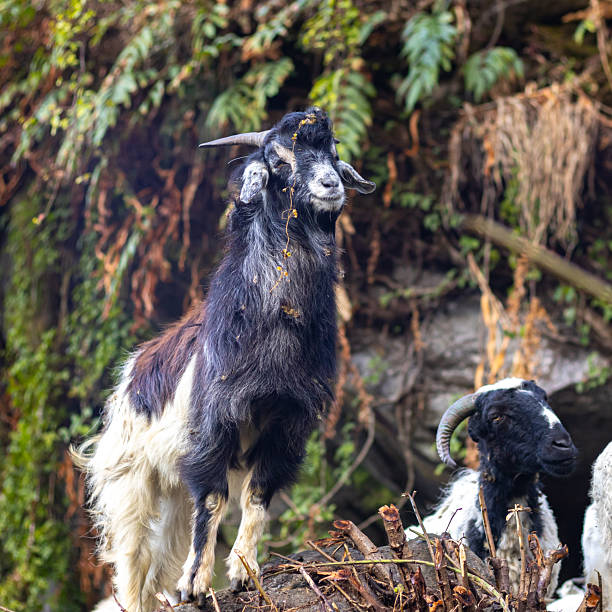 Himalayan Mountain Goats with Horns in Natural Forest Habitat