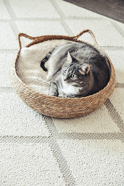 istock Cute grey tabby cat laing in his soft cozy round woven cat bed 2254489524