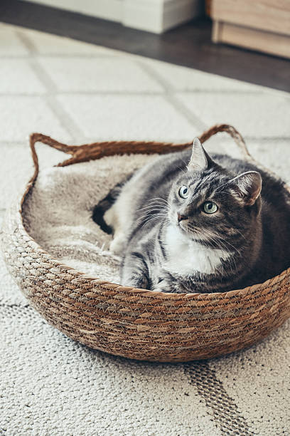 istock Cute grey tabby cat laing in his soft cozy round woven cat bed 2254489530