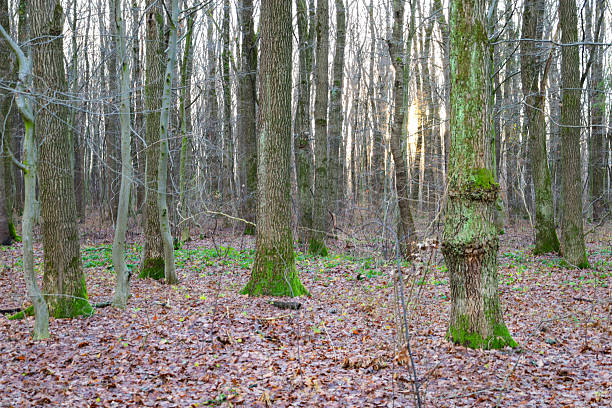 ​A bright deciduous forest during the winter period, where the ground is covered with a layer of damp brown leaves with occasional patches of fresh green grass.