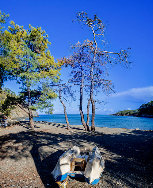 Discover the tranquil Paradise Bay in Turkey, a hidden gem where a crystal-clear bay meets a pristine, uncrowded beach framed by rare pines and dense surrounding forest. Perfect for evoking peaceful escapes, this scenic park view captures untouched Mediterranean beauty with soft sands, emerald waters, and natural seclusion. Ideal for travel ads, wellness retreats, or eco-tourism visuals