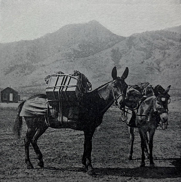 Antique illustration pre 1900 - pack mules in the desert in New Mexico