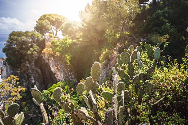 Backlit prickly pear cactus, Opuntia ficus-indica, fills the foreground on a rocky coastal cliff above the Mediterranean Sea near Nice in Alpes-Maritimes, Provence-Alpes-Cote d'Azur, France. Sunlight filters through trees and shrubs on a rugged seaside hillside, creating a warm springtime/summer mood with copy space in the sky.