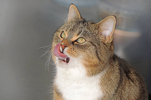 A cute fat cat licks its mouth expectantly