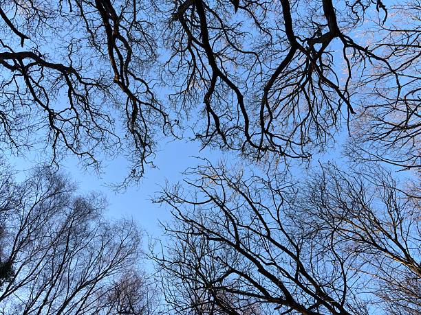 Bare trees in winter against a clear blue sky
