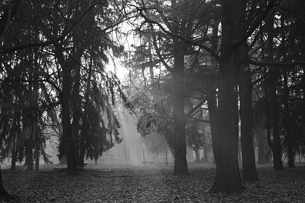 Atmospheric black and white view of a forest filled with fog, tall trees, and soft sun rays filtering through the branches. Fallen leaves cover the ground, creating a quiet and mysterious mood. Ideal for concepts such as solitude, calm, reflection, mindfulness, nature, mystery, mental health, and seasonal transition.