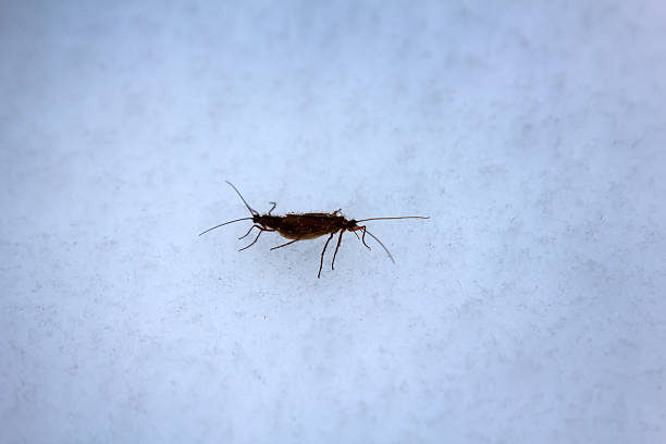 Caddis (Trichoptera) woke up and walking on snow. Close-up