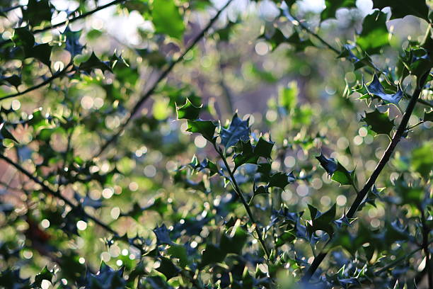 Close up of holly leaves