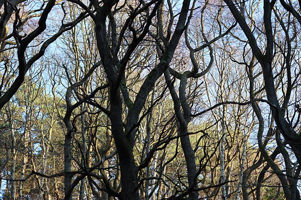 Bare trees in a woodland in winter