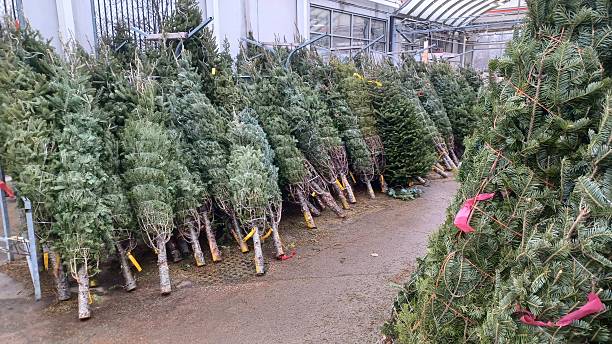 istock Fresh cut natural Christmas trees for sale 2254498164