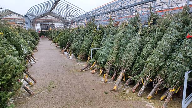 istock Fresh cut natural Christmas trees for sale 2254498172