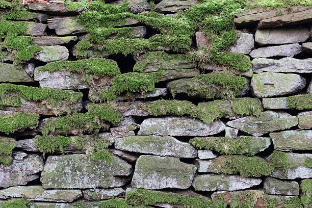 Old dry stone wall covered in thick green moss