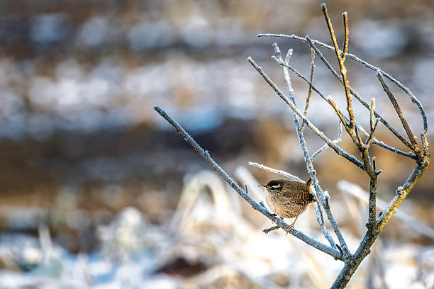A Red-breasted nuthatch in its natural environment in the Laurentian forest in winter.
