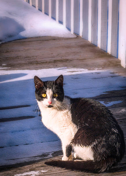 Cat sitting the snow. Black and white fluffy cat sitting on the dirty snow.