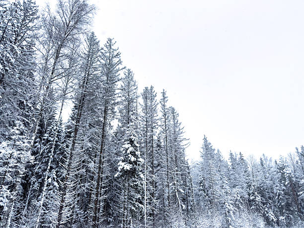 Snow-covered trees stretch into a pale winter sky, creating a serene woodland scene perfect for nature, travel, and seasonal stock imagery.