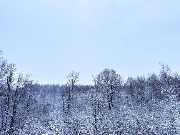 Snow-covered trees stretch across a quiet winter forest beneath a pale blue sky, evoking stillness, cold, and natural beauty. Ideal for seasonal, nature, and travel themes in stock collections.