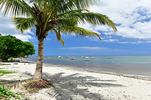 Tropical palm where the Black river meets the sea.