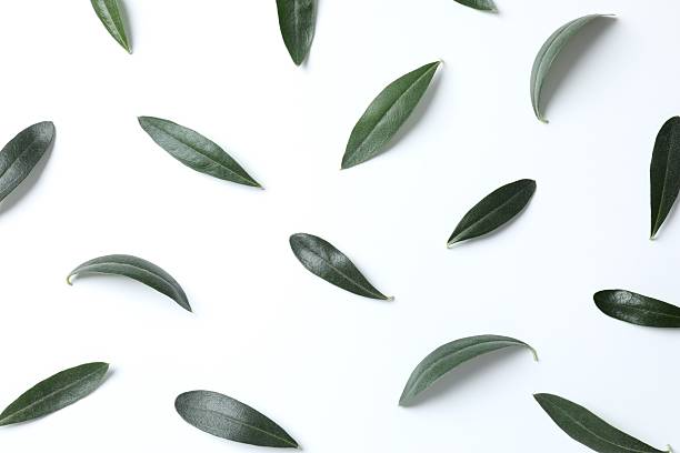 istock Green olive leaves on white  background 2254501004