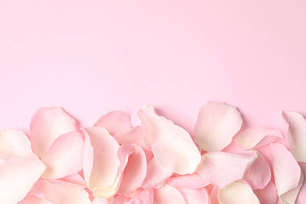 istock Pink rose petals on a color background 2254501752