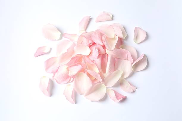 istock Pink rose petals on color background 2254501768