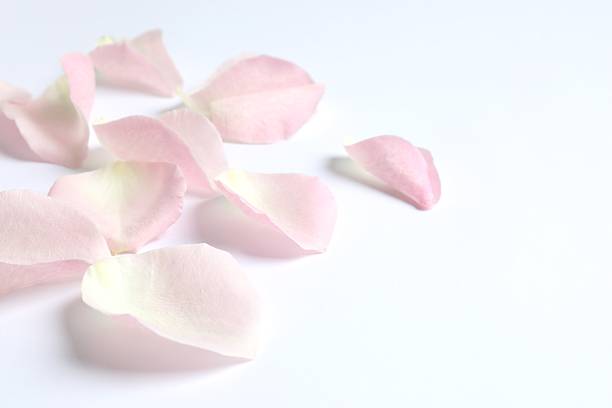 Pink rose with sunlight.