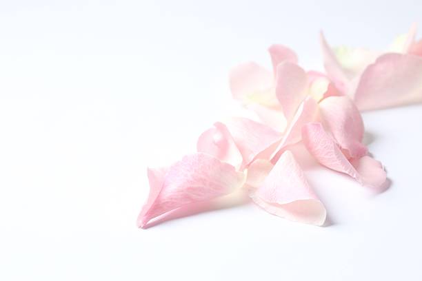 istock Pink rose petals on color background 2254501781
