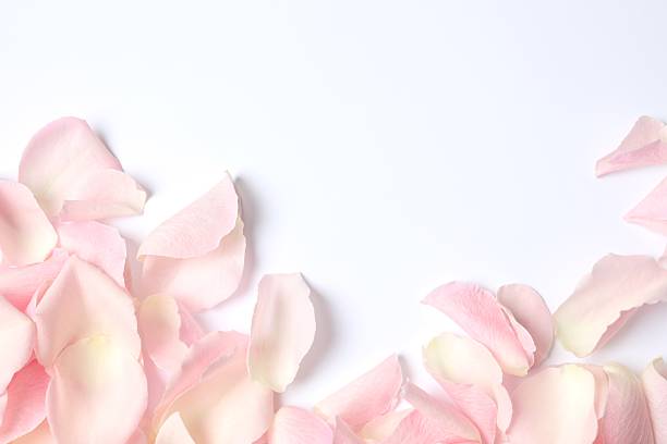 istock Pink rose petals on color background 2254501805