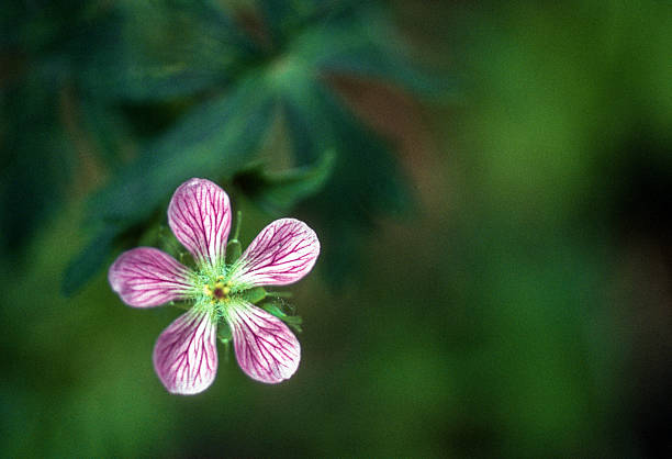 Albuquerque - Sandia Peak Wildflower - 1990