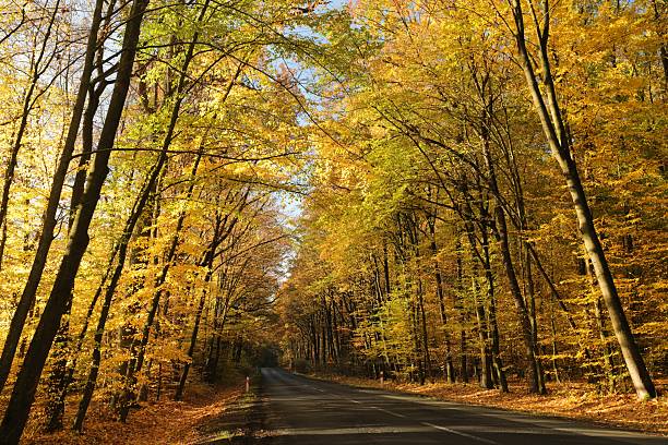 Long exposure, blurry autumn morning covered empty rural road through a forest in Europe. Wide angle view, limited visibility, bad driving weather concept, no people