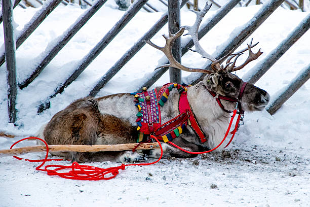 istock A reindeer lies in harness 2254503983