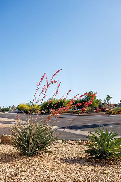 istock Xeriscaped roadside with Red Yucca and Century Agave Plant 2254504162