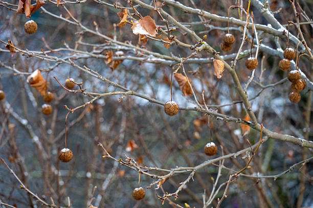 A close-up view of dried seed pods and winged samaras hanging from a slender tree branch. The muted beige tones contrast gently with the soft green background, creating a calm, natural atmosphere. The image highlights seasonal change and the delicate textures of late-season plant life.