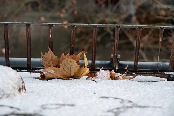 istock Dried leaves lie on a snow-covered roof. 2254504288