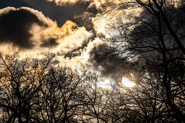 The low sun shines through the bare treetops.