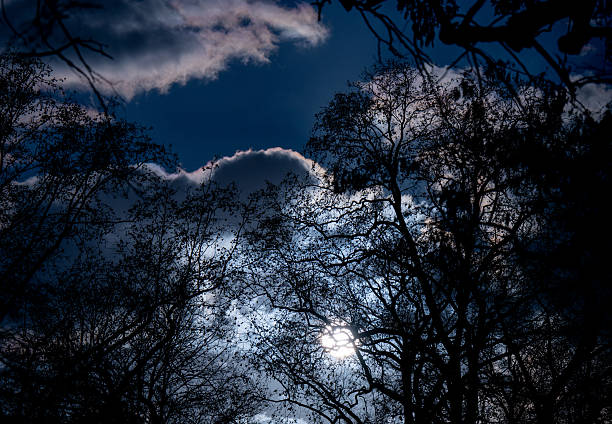 The low sun shines through the bare treetops.