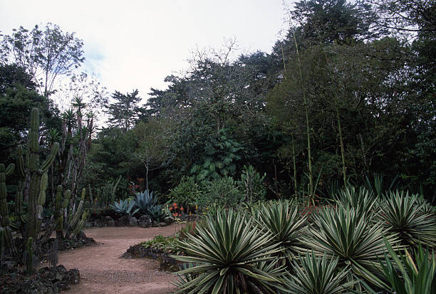 Jardin Botanico Lankester, Cartago