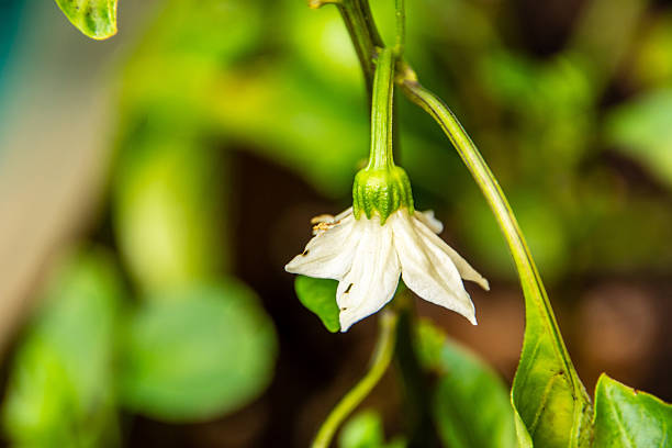 Crop of green peppers growing, planted in an urban garden.