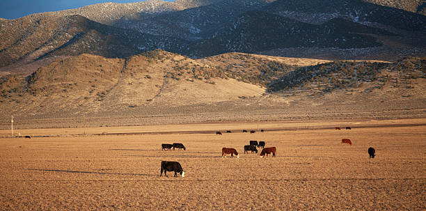 istock Desert Mountain Landscape With Cows Grazing at the Base 2254506038