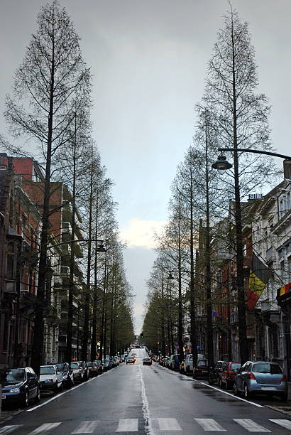 Spring Rain in Brussels: Perspective View of a Tree-Lined Street Under a Cloudy Sky