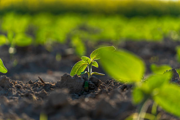 istock A small green plant is growing in the dirt 2254506300