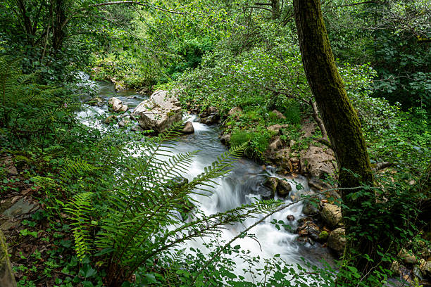 istock A stream of water flows through a forest. 2254506619
