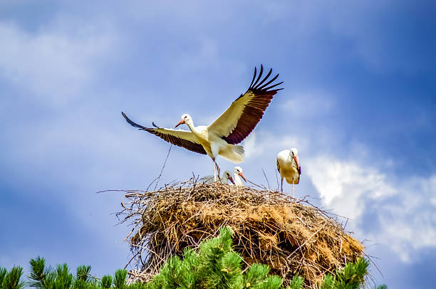 parent lands in nest,babies and adults storks family against cloudy sky. Picture taken on July 13,2014,Bulgaria. homey, happy family