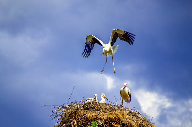 Stork bird with chicks in their nest in early summer