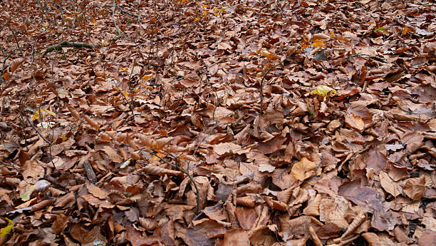 istock Leaves on the ground in woodland 2254508043