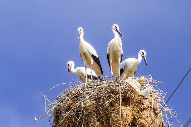 istock stork family in nest against cloudy sky 2254508123