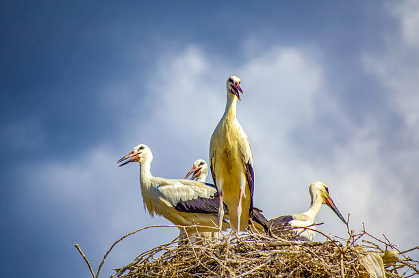 babies and adults storks family in nest against cloudy sky. Picture taken on July 13,2014,Bulgaria. homey, happy family