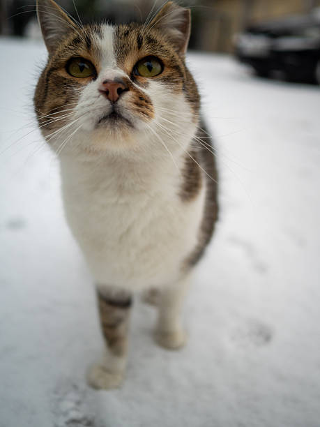 Street Cats in Public Park