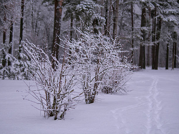 Snow-Covered Bushes Along a Path in a Wintry Forest - Frosted Shrubbery and Footprints in a Quiet Woodland