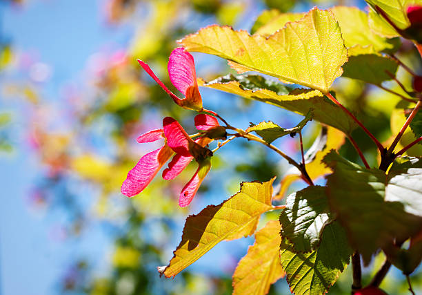 Sunlight illuminating vibrant red maple samaras and green leaves against a clear blue sky. June nature photography in Waukesha County, Wisconsin.
